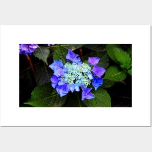 Close-up of a hydrangea with blue buds and flowers as well as green foliage Posters and Art